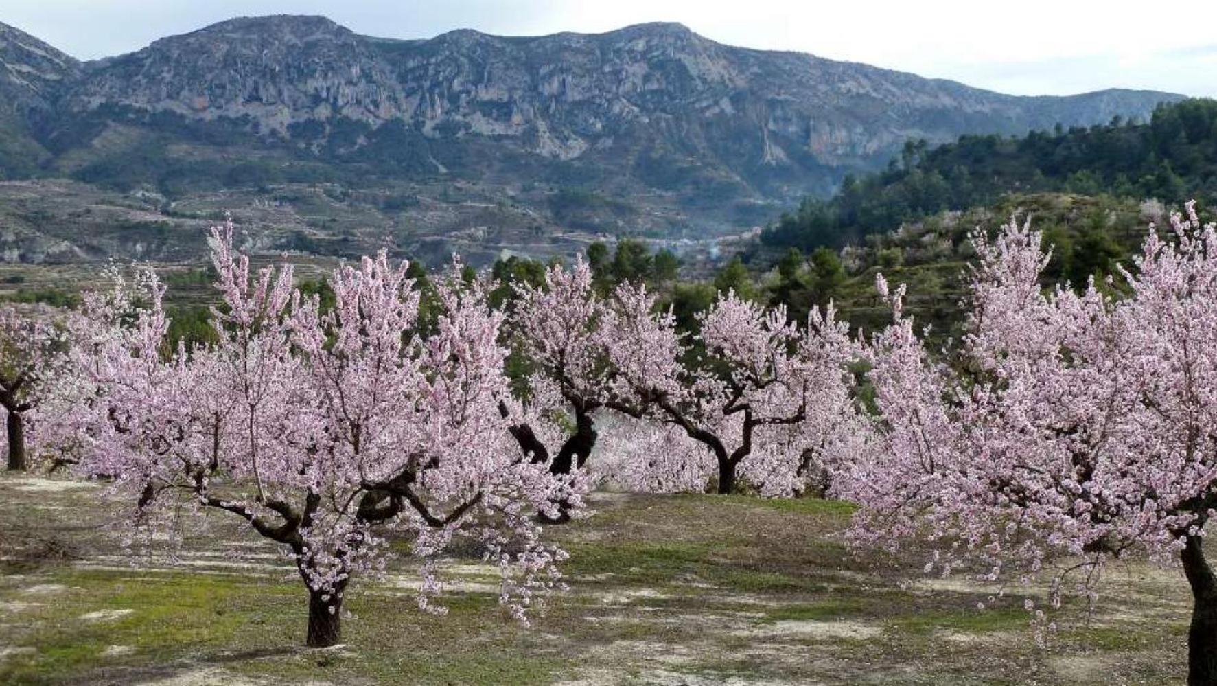Apartamento Calaceite Torrox Luaran gambar